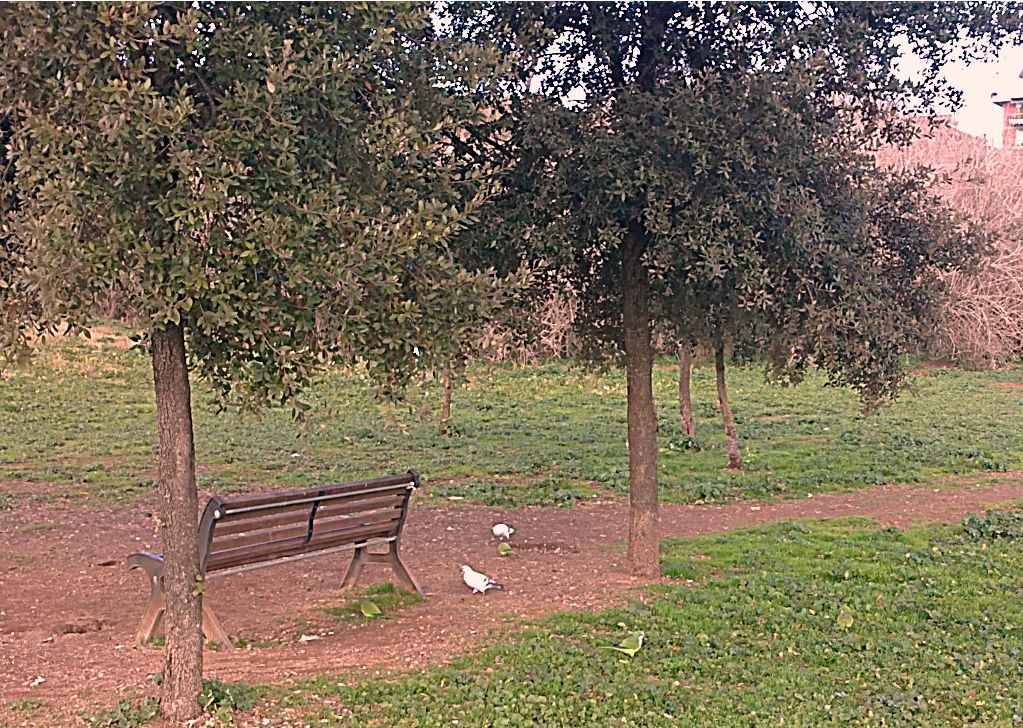 Varie colonie di pappagalli Parrocchetto presenti a Roma